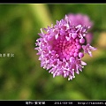 菊科-紫背草_03.jpg