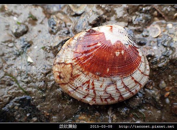 歧紋簾蛤_08.jpg 歧紋簾蛤_08.jpg