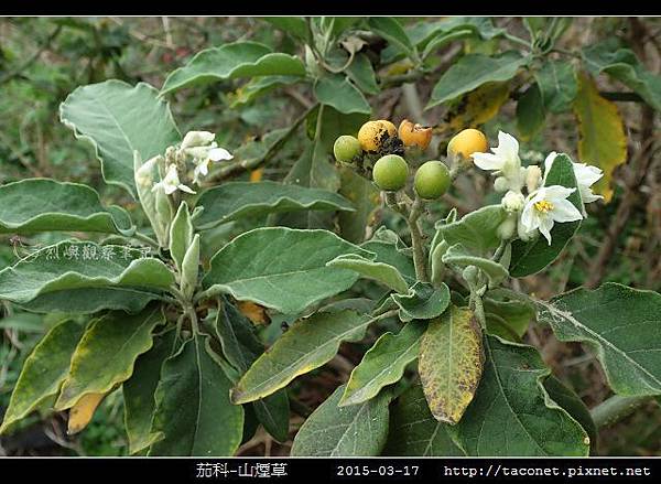 茄科-山煙草_11.jpg 茄科-山煙草_11.jpg