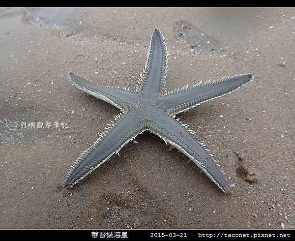 華普槭海星_06.jpg 華普槭海星_06.jpg
