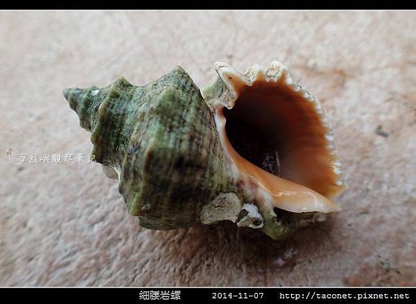 細腰岩螺_04.jpg 細腰岩螺_04.jpg