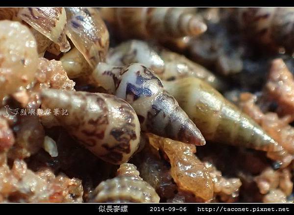 似長麥螺_04.jpg 似長麥螺_04.jpg