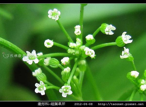 繖形科-細葉旱芹_02.jpg