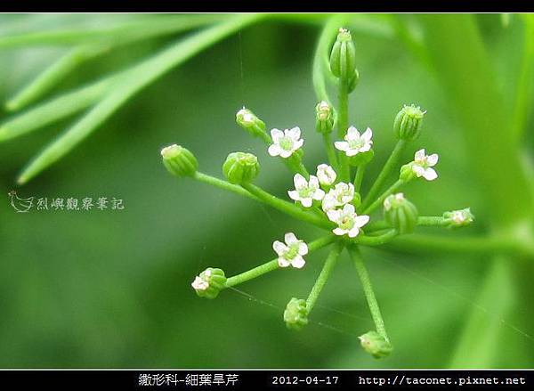 繖形科-細葉旱芹_04.jpg 繖形科-細葉旱芹_04.jpg
