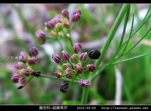 繖形科-細葉旱芹_05.jpg