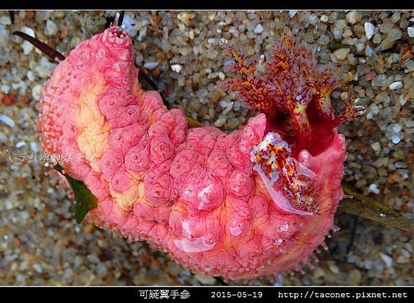 可疑翼手參_06.jpg 可疑翼手參_06.jpg