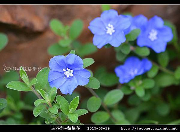 旋花科-藍星花_09.jpg 旋花科-藍星花_09.jpg