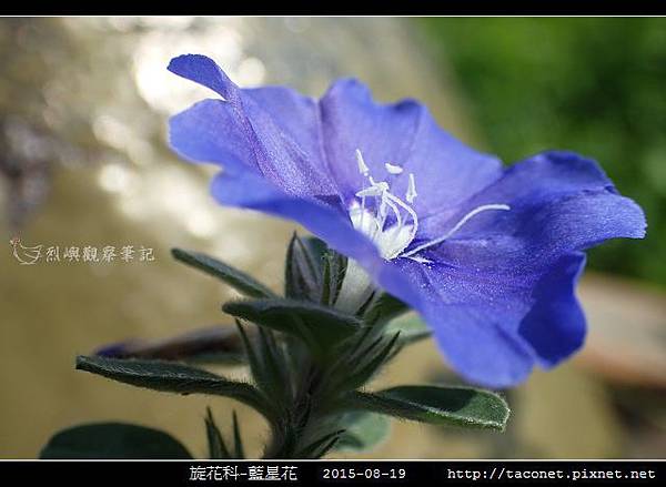 旋花科-藍星花_14.jpg
