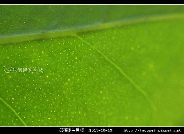 芸香科-月橘 _14.jpg