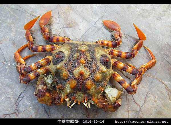 中華虎頭蟹_02.jpg 中華虎頭蟹_02.jpg