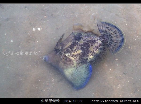 中華單棘魨_03.jpg 中華單棘魨_03.jpg