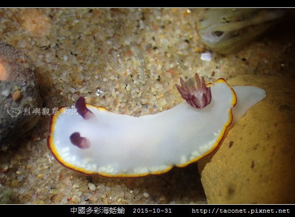 中國多彩海蛞蝓_06.jpg 中國多彩海蛞蝓_06.jpg