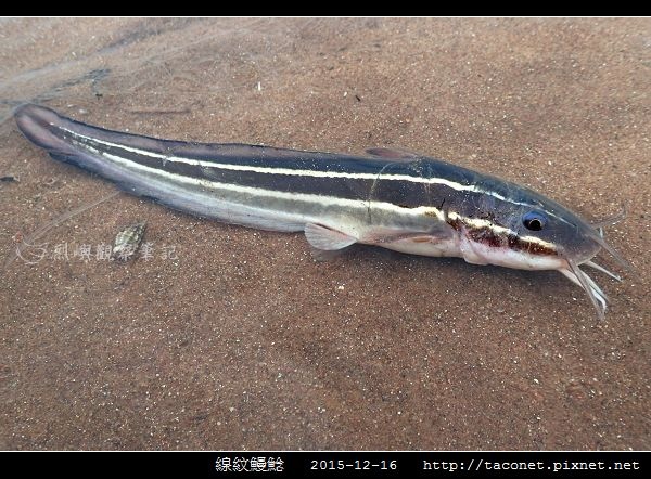 線紋鰻鯰_04.jpg 線紋鰻鯰_04.jpg