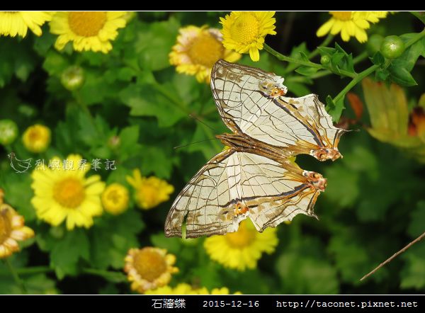 石牆蝶_07.jpg 石牆蝶_07.jpg