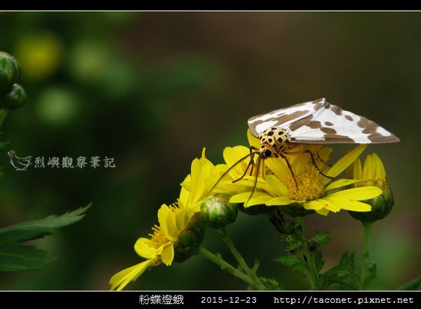 粉蝶燈蛾_06.jpg 粉蝶燈蛾_06.jpg