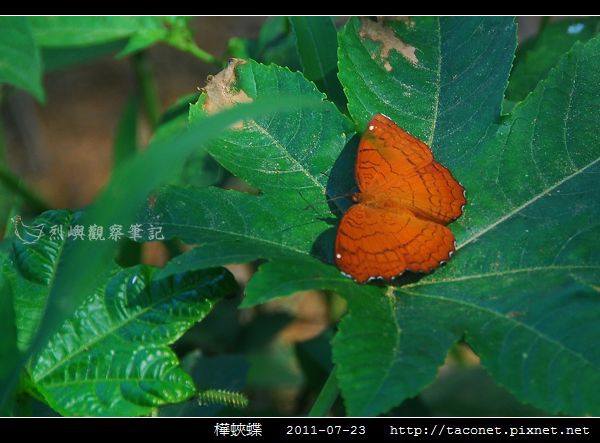 樺蛺蝶_02.jpg 樺蛺蝶_02.jpg