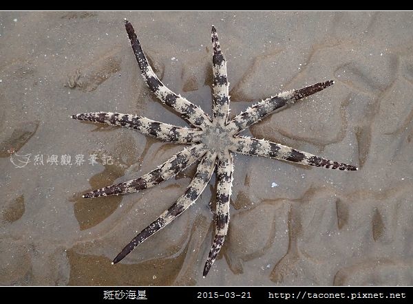 斑砂海星_09.jpg 斑砂海星_09.jpg