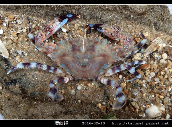 環紋蟳_08.jpg 環紋蟳_08.jpg
