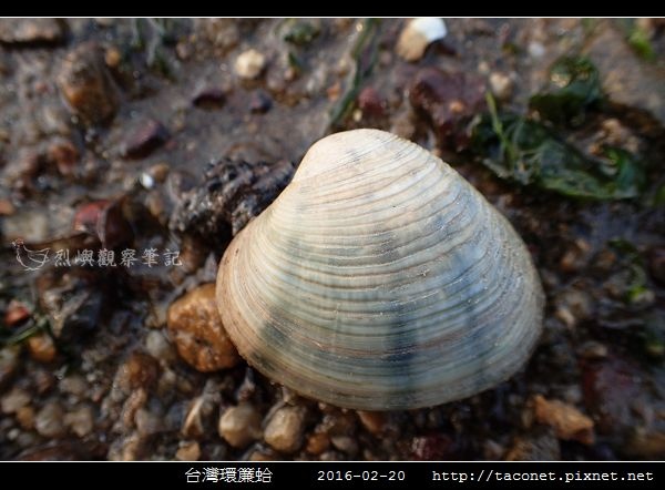 台灣環簾蛤_01.jpg 台灣環簾蛤_01.jpg