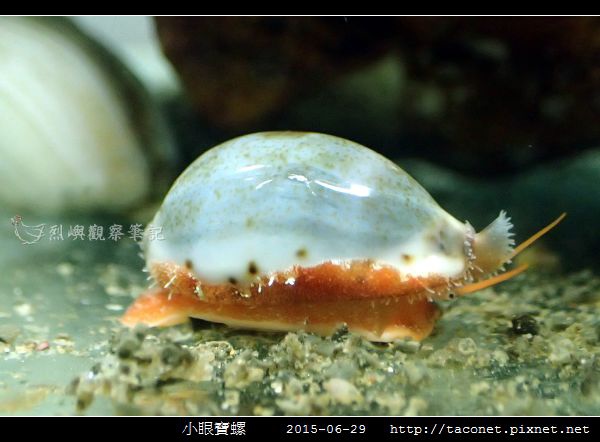 小眼寶螺_02.jpg 小眼寶螺_02.jpg
