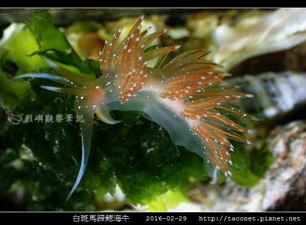 白斑馬蹄鰓海牛_03.jpg 白斑馬蹄鰓海牛_03.jpg