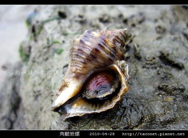 角皺岩螺_09.jpg 角皺岩螺_09.jpg
