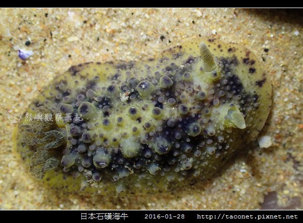 日本石磺海牛_04.jpg 日本石磺海牛_04.jpg