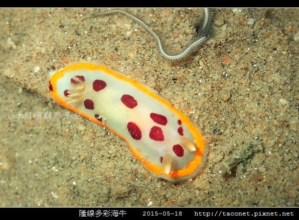 隆線多彩海牛 Chromodoris tumulifera__02.jpg