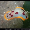 隆線多彩海牛 Chromodoris tumulifera__04.jpg