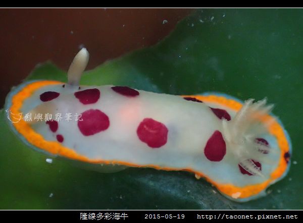 隆線多彩海牛 Chromodoris tumulifera__10.jpg 隆線多彩海牛 Chromodoris tumulifera__10.jpg