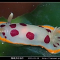 隆線多彩海牛 Chromodoris tumulifera__10.jpg