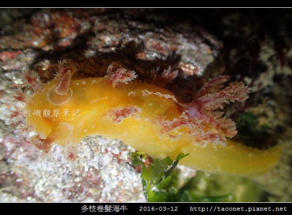 多枝卷髮海牛_11.jpg 多枝卷髮海牛_11.jpg