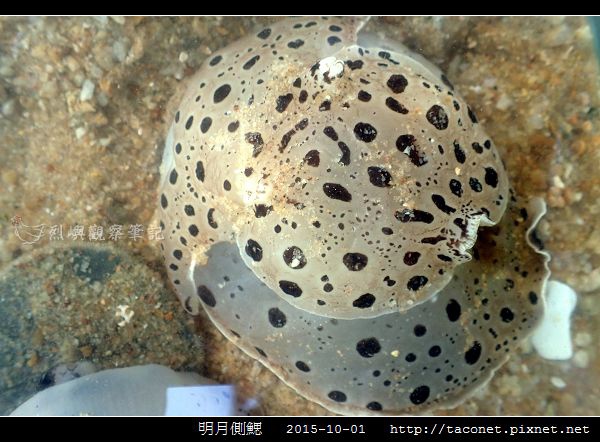 明月側鰓 Euselenops luniceps_07.jpg 明月側鰓 Euselenops luniceps_07.jpg