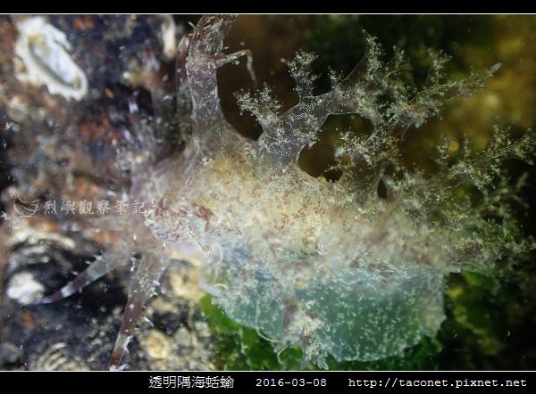 透明隅海蛞蝓 Okenia pellucida_03.jpg 透明隅海蛞蝓 Okenia pellucida_03.jpg