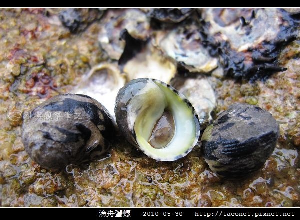 漁舟蜑螺_10.jpg 漁舟蜑螺_10.jpg