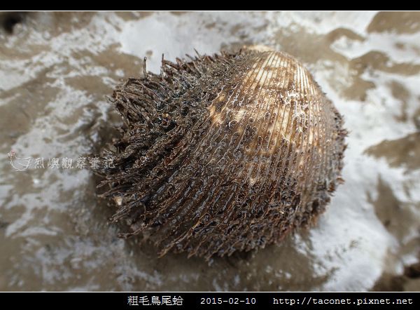 粗毛鳥尾蛤_01.jpg 粗毛鳥尾蛤_01.jpg