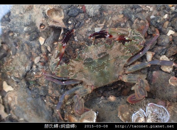 赫氏蟳(鈍齒蟳)_10.jpg 赫氏蟳(鈍齒蟳)_10.jpg