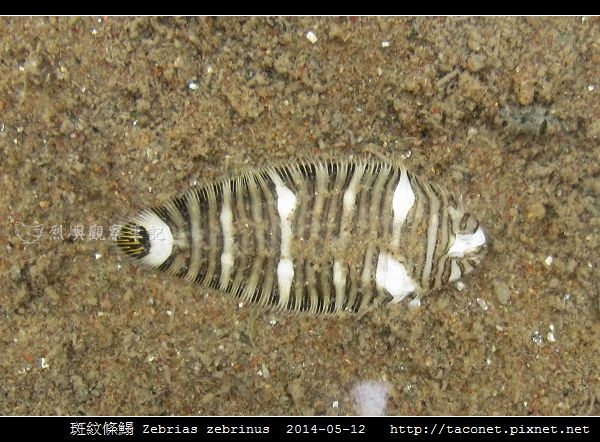斑紋條鰨 Zebrias zebrinus_04.jpg 斑紋條鰨 Zebrias zebrinus_04.jpg