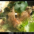 旋鰓管蟲 Sabellastarte spectabilis_06.jpg