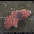 舌片鰓海蛞蝓 Armina variolosa_02.jpg