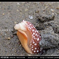 舌片鰓海蛞蝓 Armina variolosa_07.jpg