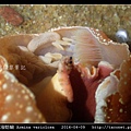 舌片鰓海蛞蝓 Armina variolosa_12.jpg