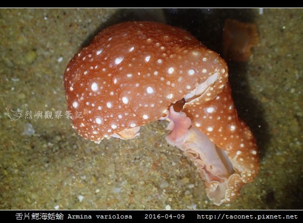 舌片鰓海蛞蝓 Armina variolosa_13.jpg