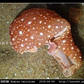 舌片鰓海蛞蝓 Armina variolosa_13.jpg