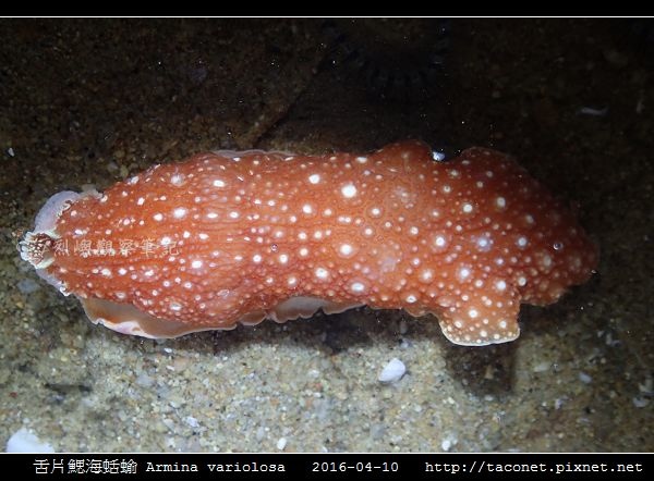 舌片鰓海蛞蝓 Armina variolosa_15.jpg 舌片鰓海蛞蝓 Armina variolosa_15.jpg