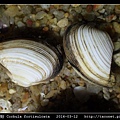 臺灣抱蛤 Corbula fortisulcata_01.jpg