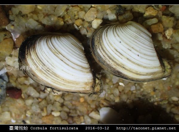 臺灣抱蛤 Corbula fortisulcata_05.jpg 臺灣抱蛤 Corbula fortisulcata_05.jpg