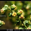 菊科-茵陳蒿_14.jpg