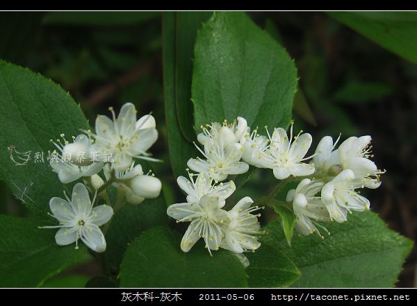 灰木科-灰木_14.jpg 灰木科-灰木_14.jpg