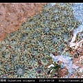 黑星珊瑚 Oulastrea crispata_01.jpg